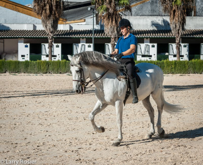 Royal Andalusian School of Equestrian Art