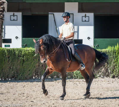 Royal Andalusian School of Equestrian Art
