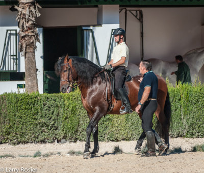 Royal Andalusian School of Equestrian Art