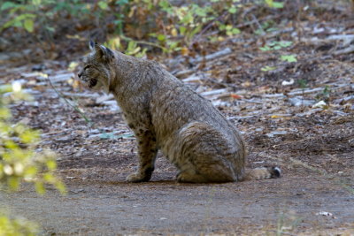 Bobcat near Ahwahnee