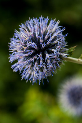 Le jardin de mon amie