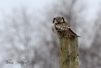 ► Owls & Nightjars ◄