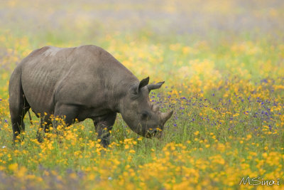 Animals_065.jpg