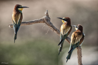 birds