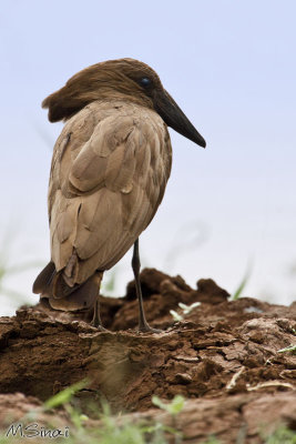 Animals_051_1.jpg