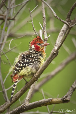 Animals_058_1.jpg