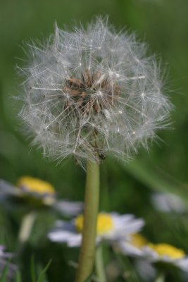 Dandy-Lion-Seeds.jpg