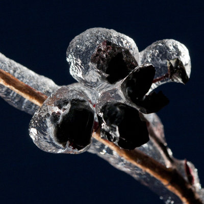Aronia, the chokeberries
