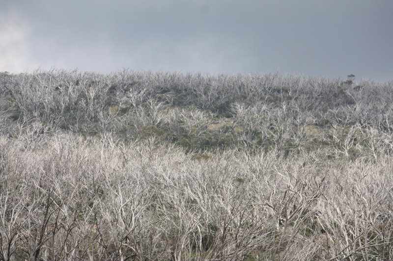 Dead Trees @ Kosciuszko - NSW