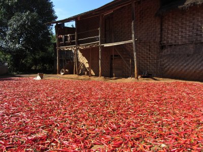 Drying chillies