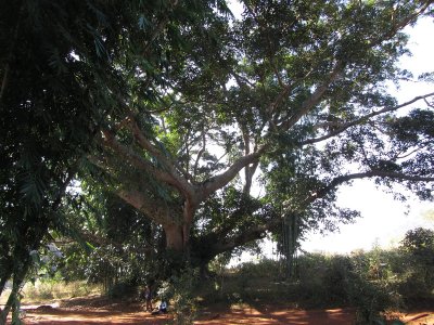 Under the tree - Trekking