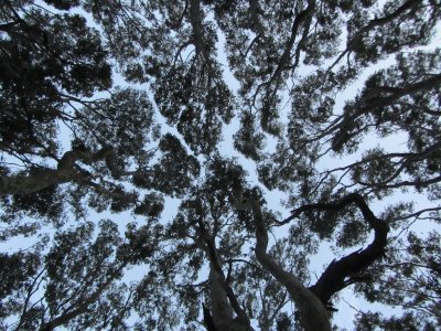 Gumtrees @ Mystery Bay - NSW