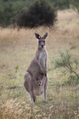 Mother & Child @ John Groggin - NSW