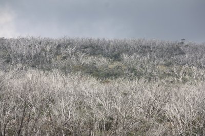 Dead Trees @ Kosciuszko - NSW