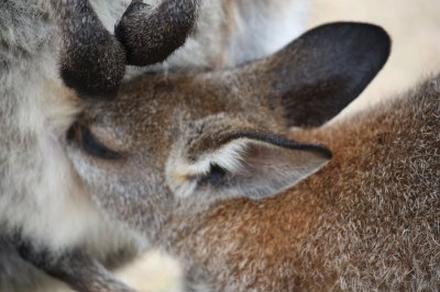 Kangaroos @ Potato Point - NSW