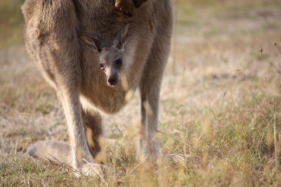 Mother & Child @ Kosciuszko - NSW