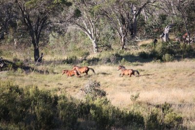 Wild Horses @ Kosciuszko - NSW