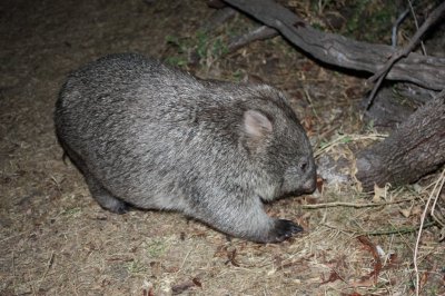 Wombat @ Wilsons Promontory - Victoria