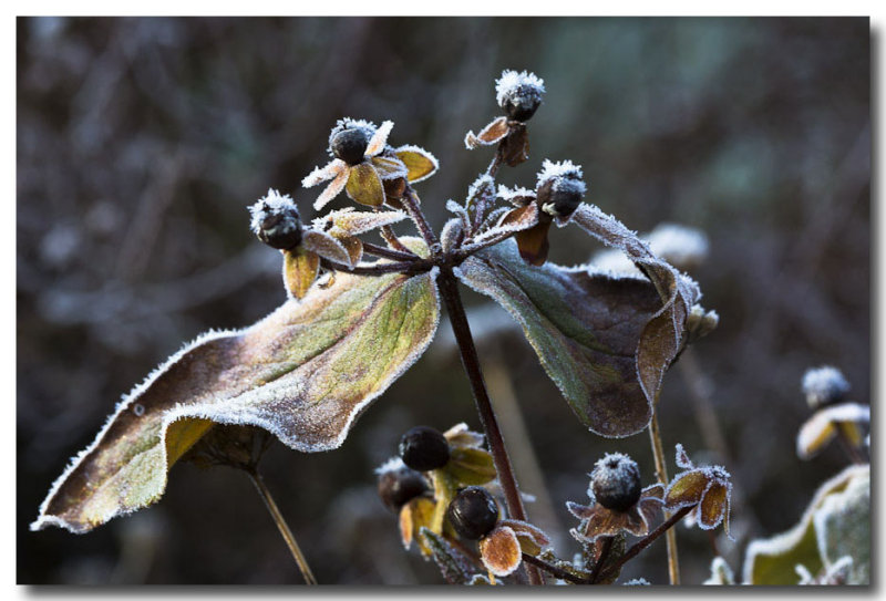 frozen fog on foliage