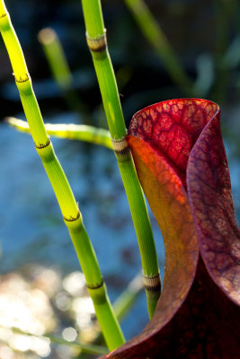 Green lines/red folds