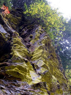Lichen cliff