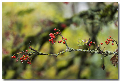 Backyard berries