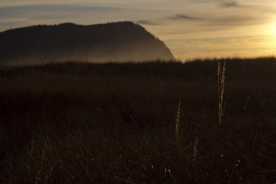 beach grass study 1