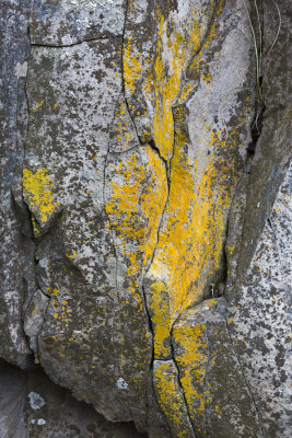 Lichen abstract