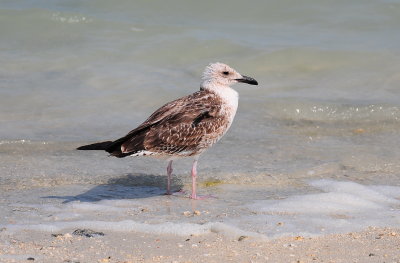 72. Yellow-legged Gull - Larus michahellis