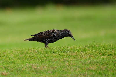 Europian Starling