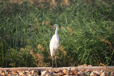 White Heron