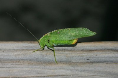 Leafbug