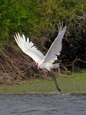 Jabiru _5294380-0.jpg