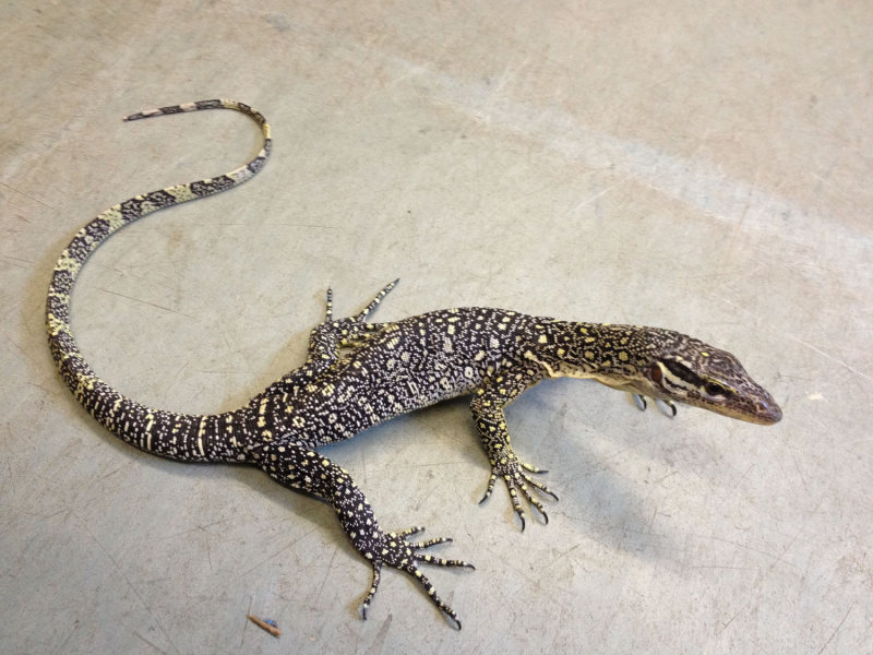Varanus sp HKP 20121210 12.jpg