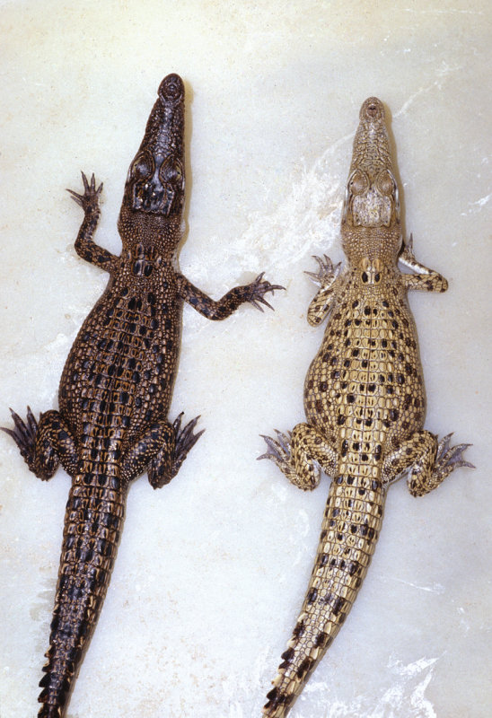 fig 3.14_C porosus colour change.jpg