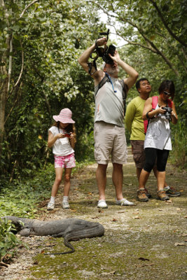 lizard or hornbill.jpg