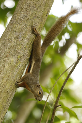 palm squirrel.jpg