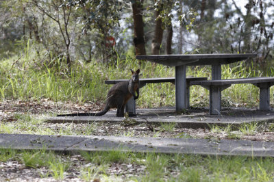 wallaby at picnic area.jpg