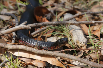 red-bellied blacksnake.jpg