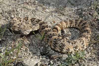Crotalus mitchelli.jpg