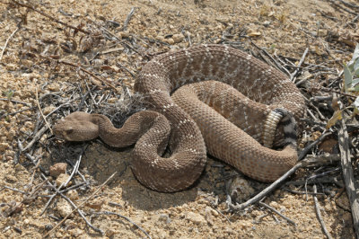 Crotalus ruber.jpg