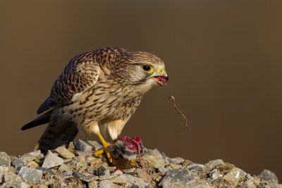 Common kestrel with rodent