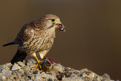 Common kestrel with rodent