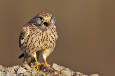 Common kestrel eating a rodent