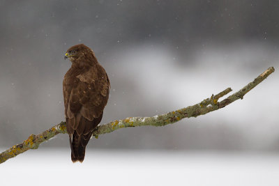 Common Buzzard