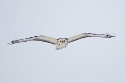 Common Buzzard