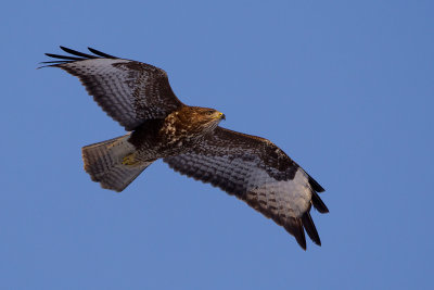 Common Buzzard