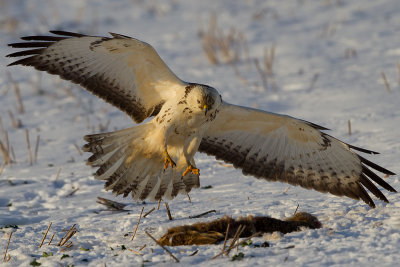 Common Buzzard