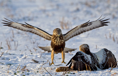 Rough-legged buzzard landing, to the right Common buzzard