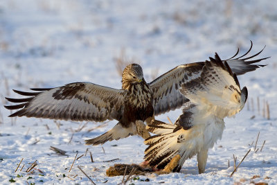 rough-legged buzzard  and common buzzard fighting
